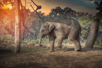 Fototapeta na wymiar elephants in Chitwan