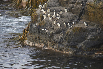 Rockhopper Penguins (Eudyptes chrysocome) heading to sea from a rocky outcrop on the coast of Bleaker Island in the Falkland Islands.