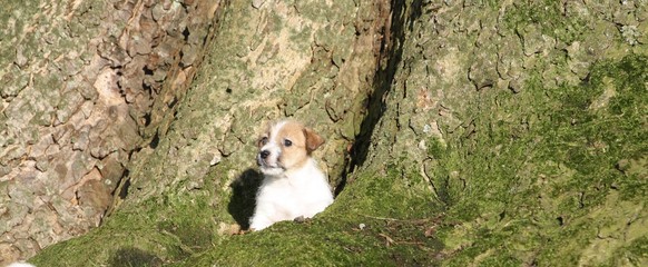 Hund, Welpe sitzt am Baum