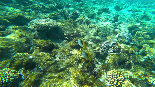 underwater video shooting sea fishes