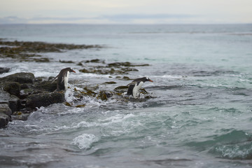 Fototapeta premium Gentoo Penguin (Pygoscelis papua) heading to sea early in the morning on a rocky kelp strewn beach on Bleaker Island in the Falkland Islands.
