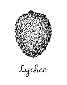 Ink sketch of lychee fruits.