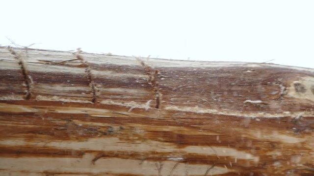 Chainsaw cut the log. Construction of a wooden house from a log house.