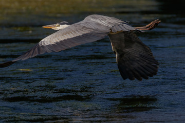 FLYING GREAT HERON