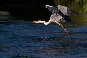 GREAT HERON IN FLIGHT