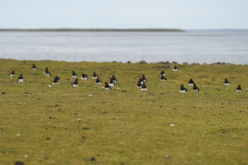 Flock of Magellanic Oystercatcher (Haematopus leucopodus) in a pasture on the coast of Bleaker Island in the Falkland Islands.