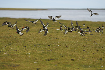 Flock of Magellanic Oystercatcher (Haematopus leucopodus) flying over a pasture on the coast of...