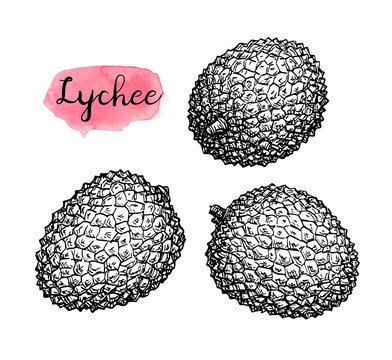 Ink sketch set of lychee fruits.