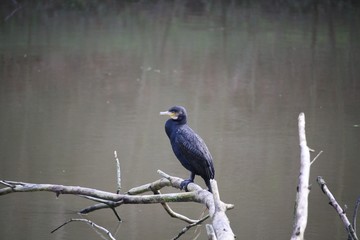 Cormoran