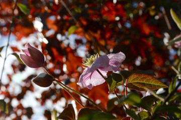 Clematis - Montana in strong sun over a background of red leaves