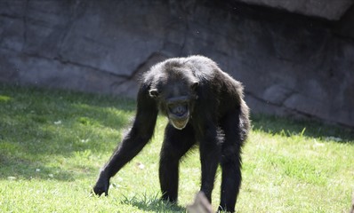 Mono en busca de alimento