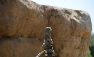 Suricato Bioparc