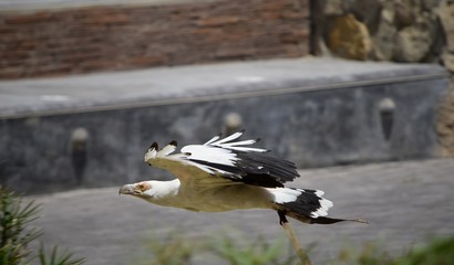 Vuelo raso de buitre
