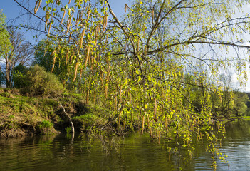 Trees in the spring on the river bank
