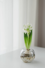 Blossoming hyacinth in a glass vase on a white table