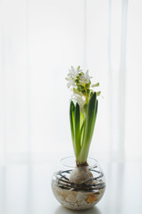 Blossoming hyacinth in a glass vase on a white table