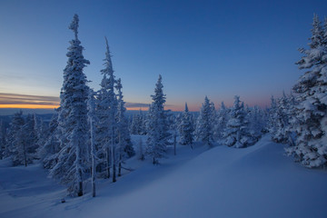 Fototapeta na wymiar Dawn in winter forest. High-mountain Spruce siberia. winter