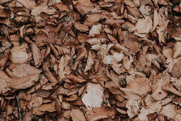 Background texture of dried brown withered leaves