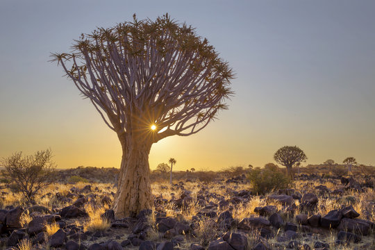 Sun starburst in quiver tree