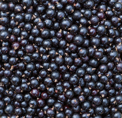 Currant black.  Berries background. Fresh currant texture.