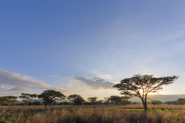 Fototapeta na wymiar Acasia trees at sunrise