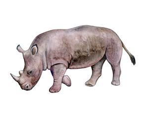 Obraz premium Rhinoceros, Rhino isolated on white background. Watercolor. Illustration. Template. Clipart. Handmade