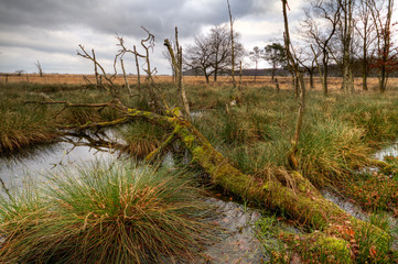 Dying trees in a moor; dead Birches and a fallen Oak tree in a swamp
