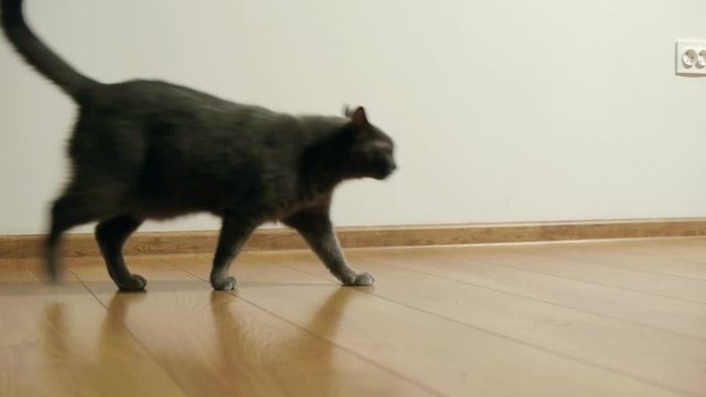 gray cat, breeds Russian blue slowly walks on a brown floor from laminated parquet in an empty room