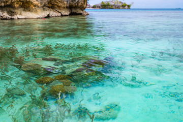 Coral reef close up in the turquoise transparent water of tropical sea. Uncontaminated environment in the Togian Islands or Togean Islands, Sulawesi, Indonesia.