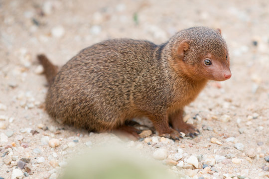 Zwergmangusten (Helogale parvula)