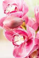 Fototapeta na wymiar Pink orchid flower on light background. Light pastel poster with orchids phalaenopsis.