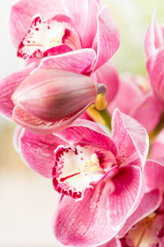 Fototapeta Pink orchid flower on light background. Light pastel poster with orchids phalaenopsis.