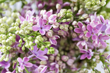 Macro image of spring violet lilac flowers, abstract soft floral background.