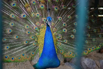 Obraz premium Beautiful Peacock in full tail Feathers