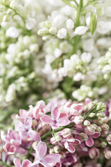 Macro image of spring violet and white lilac flowers, abstract soft floral background. Different kind of lilac flower