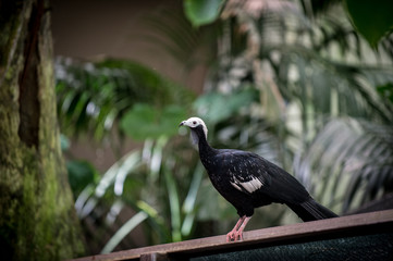 white headed bird