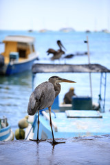 Grand Héron bleu des iles Galapagos