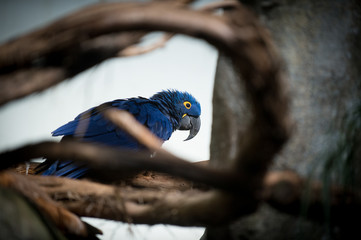 Blue macaw
