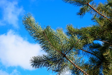 Green trees and bright sunny natural scenic blue sky background. Outdoors freedom recreation activities view