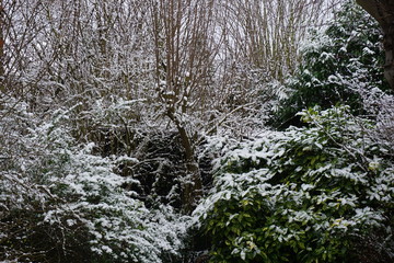 Branches sous la neige
