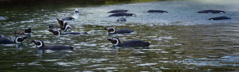 Fototapeta premium Penguin Bathing