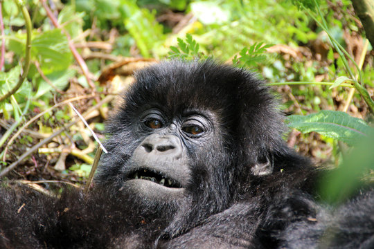 Wilde Berggorillas im Urwald von Uganda Afrika