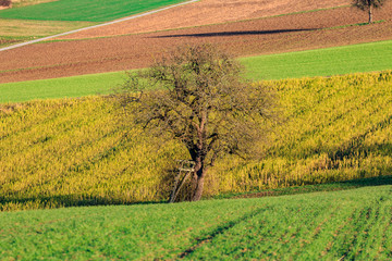 Obstbaum mit Jägersitz im Feld