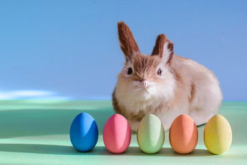 Cute rabbit and Easter eggs