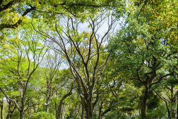 magnificent green tree forest