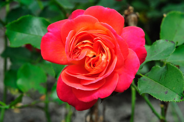 Rose5