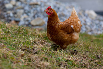 happy chicken outside in fresh air with movement space