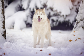 Obraz premium Siberian husky dog in the snow forest.