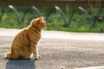 red cat sitting in the park 
