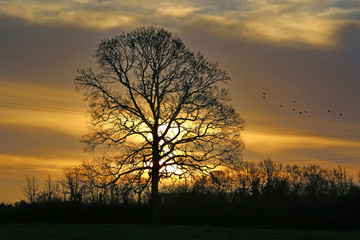 Tree at sunrise in winter